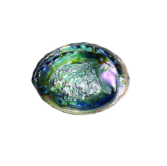 Abalone Shell - Green (5-6 in.)