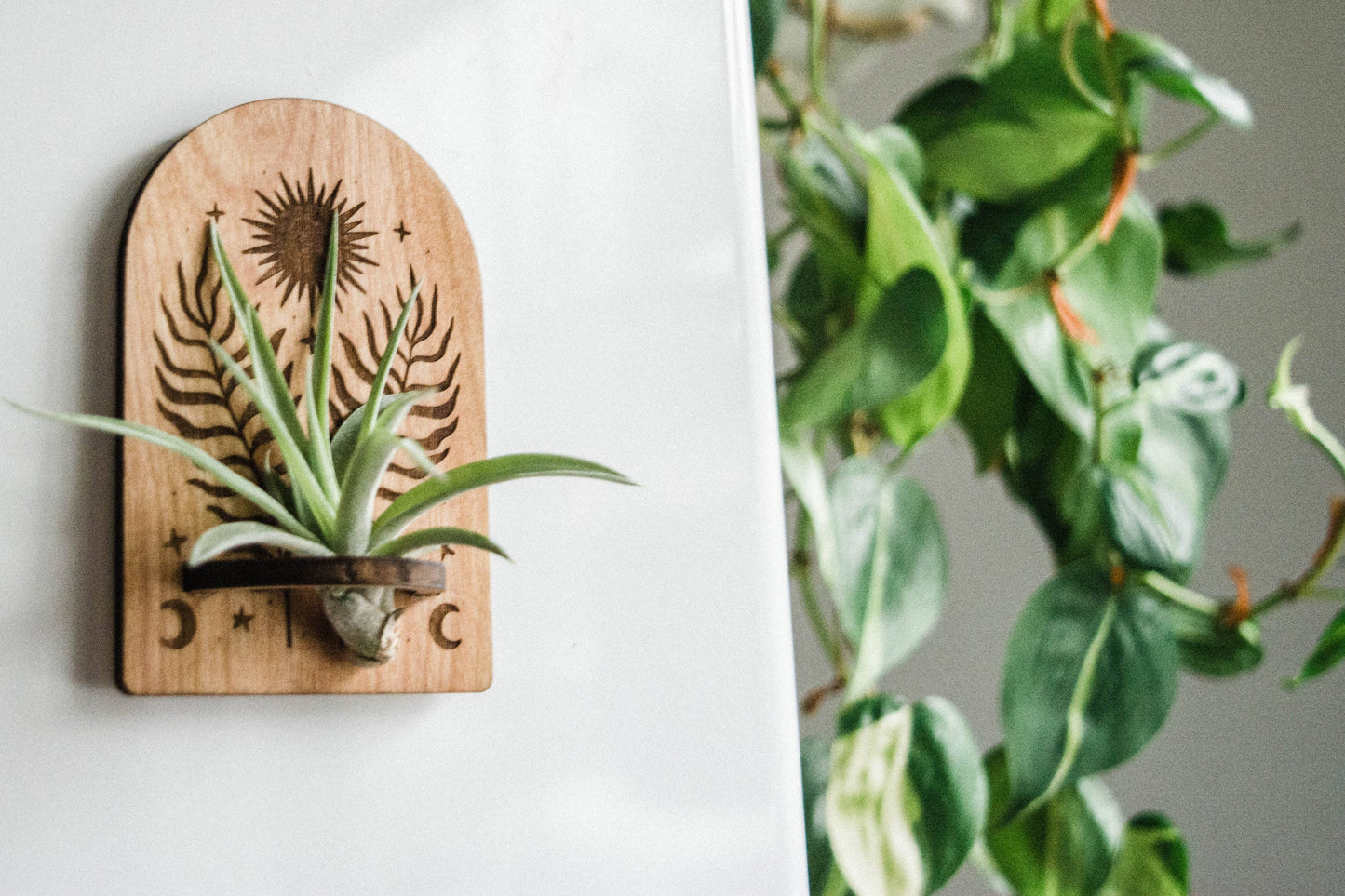 Sun, Moon, Stars & Ferns Wooden Airplant Holder Magnet