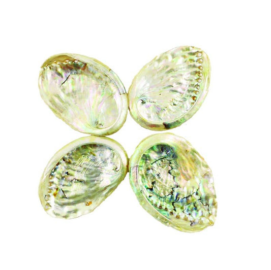 Threaded Abalone Shells 2-3 inches