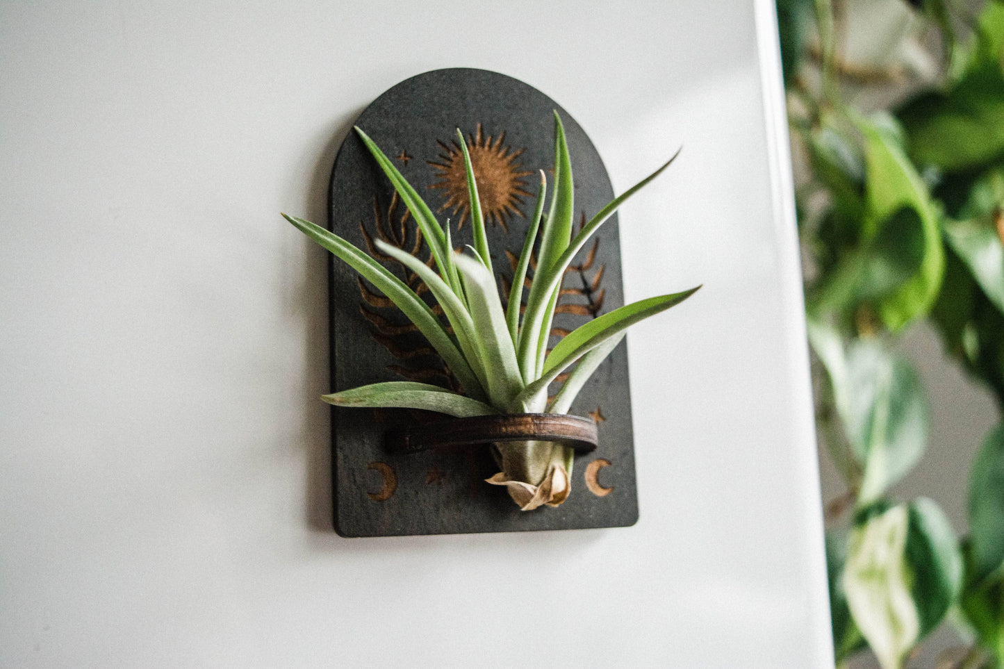 Sun, Moon, Stars & Ferns Wooden Airplant Holder Magnet
